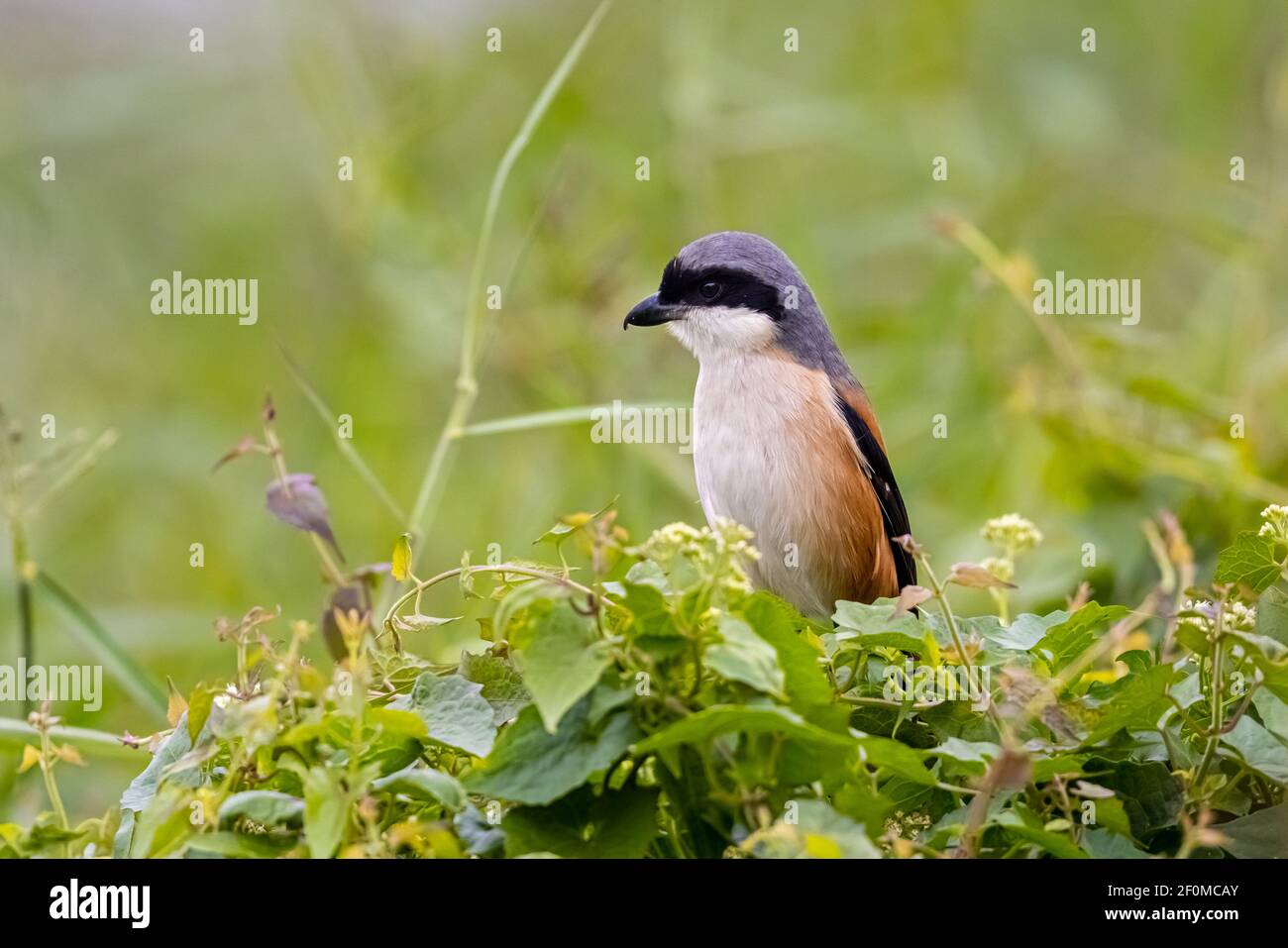 Gamberi con schienale rufous che perching su albero in zona umida Foto Stock