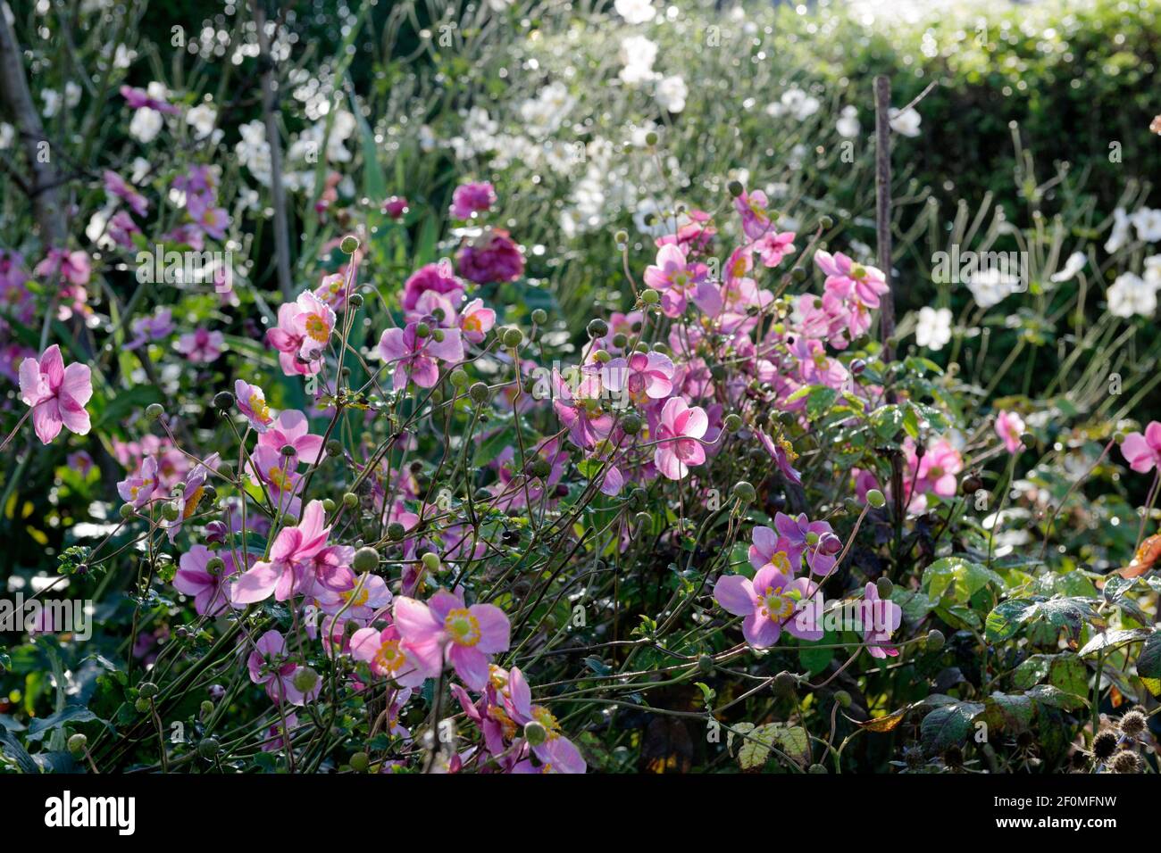 Anemone giapponese a fiore viola "abbondanza di Hadspen" in primo piano. Nonostante non essere imbevuti, i gambi rigidi e i fiori sono sopravvissuti venti forti. Foto Stock