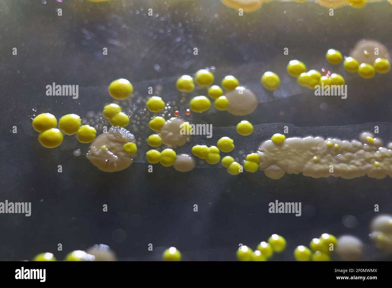 Vista macro di batteri e colonie di lieviti da panettiere Foto Stock