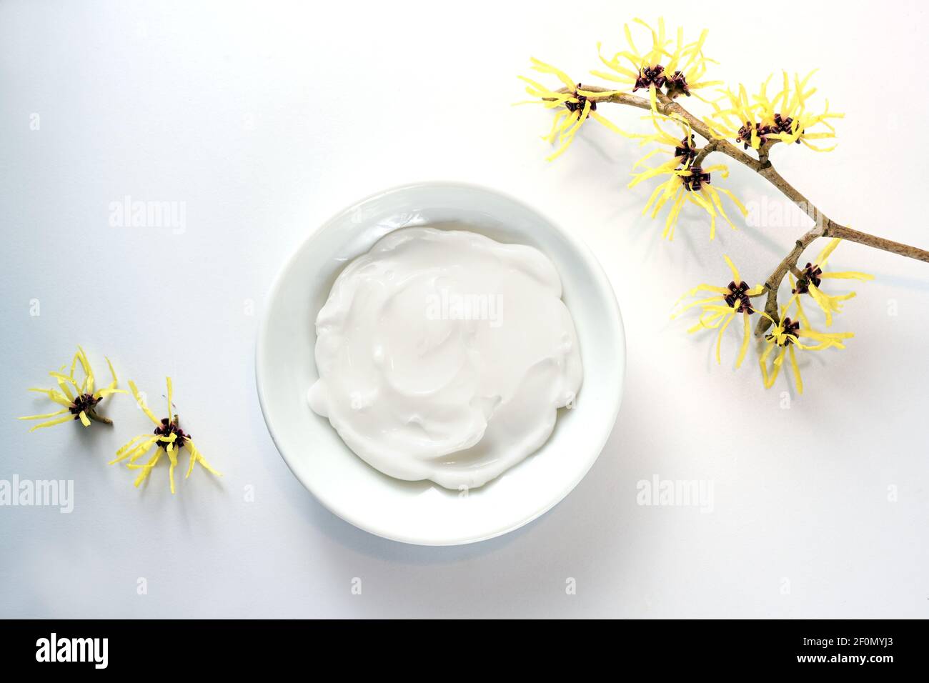 Ciotola con crema cosmetica naturale e nocciolo di strega fiorito giallo (Hamamelis), pianta medica per la cura della pelle e medicina alternativa, dorso grigio chiaro Foto Stock