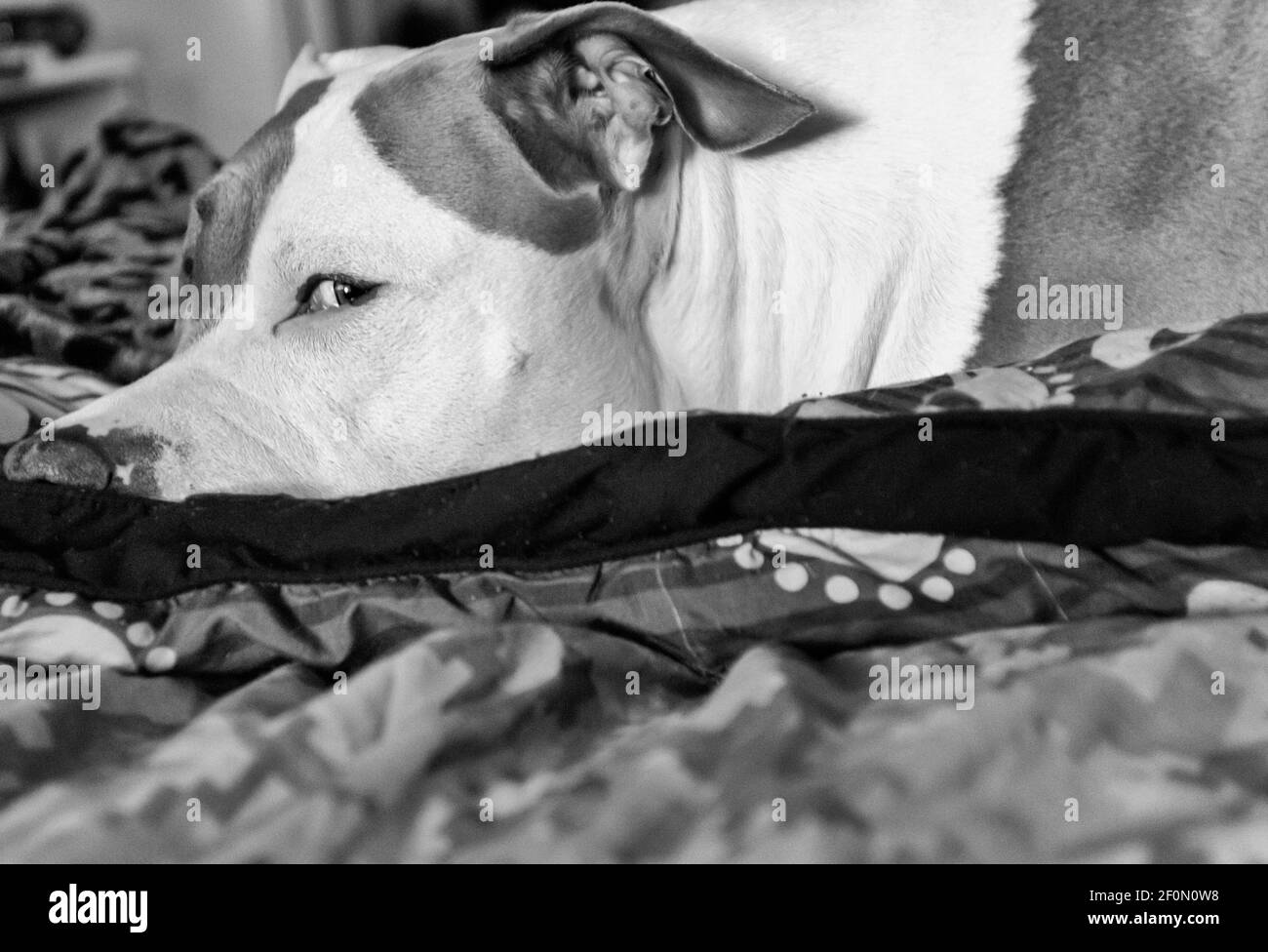 Un cane pitbull di razza mista (American Staffordshire Pit Bull Terrier e American Pit Bull Terrier) (Canis lupus familiaris) dà l'occhio laterale. Foto Stock