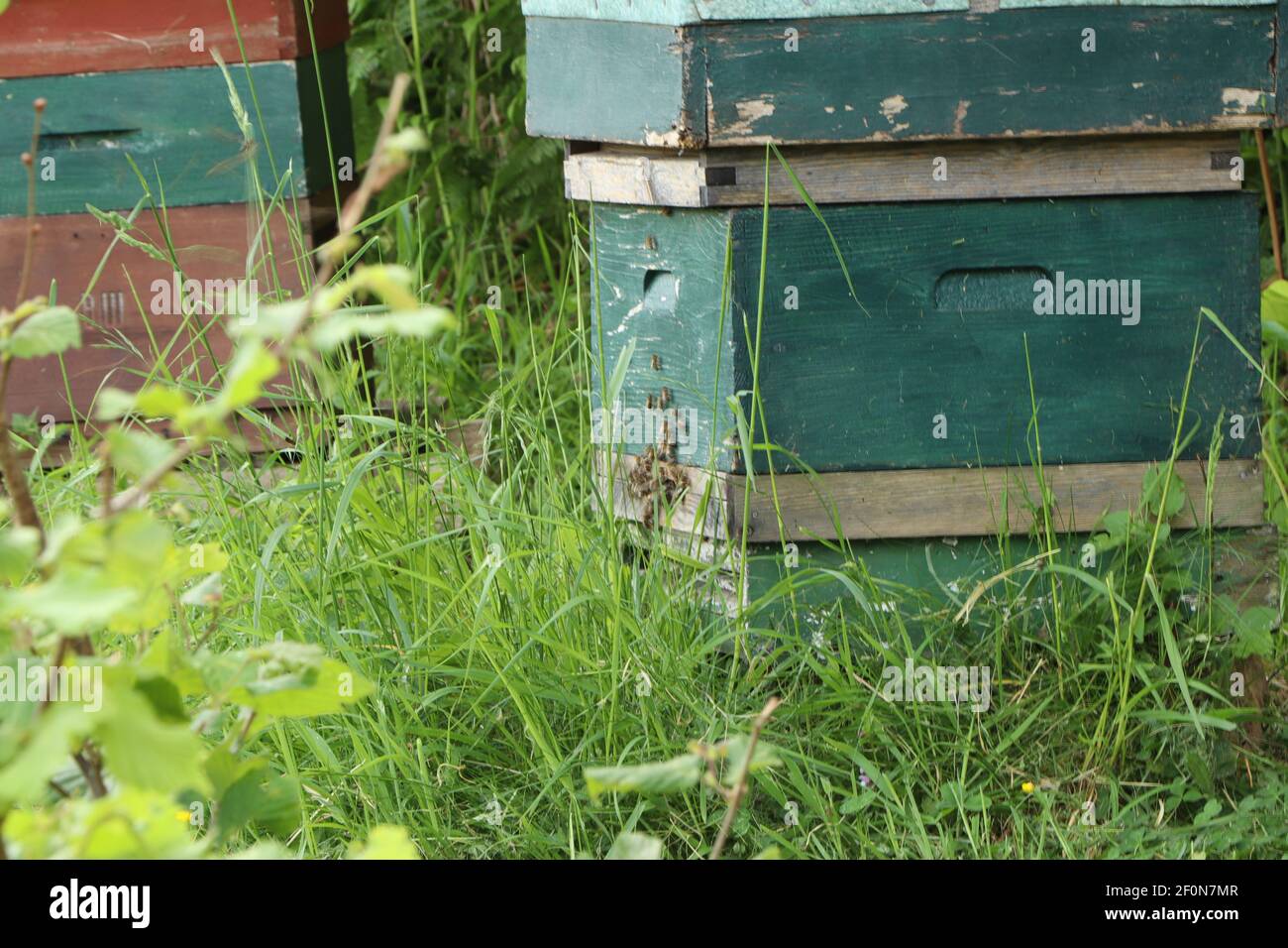 Le api si surriscaldano intorno all'alveare Foto Stock