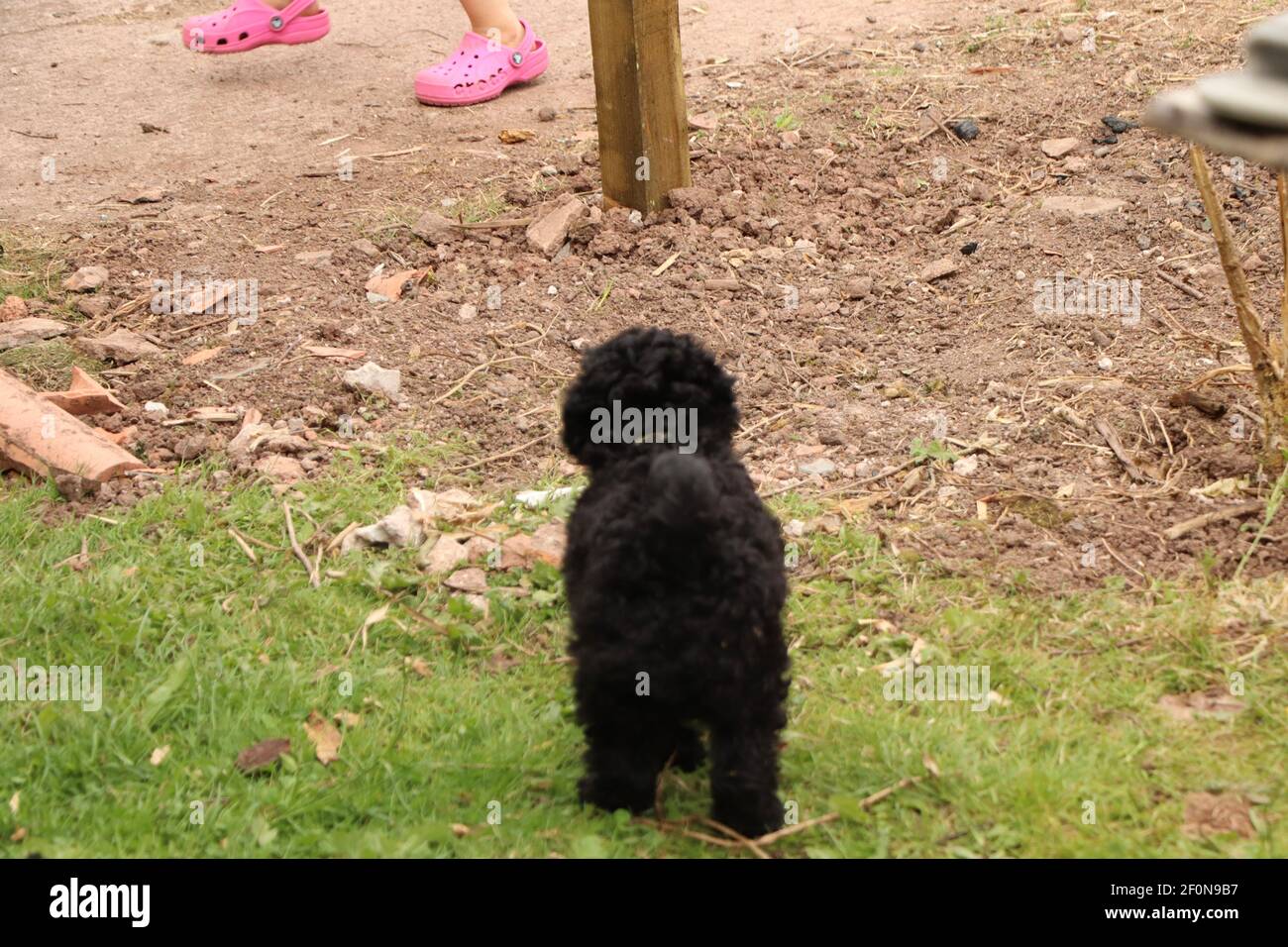 Piccolo nero, amato, cane da compagnia esausto dopo aver saltato intorno al cortile anteriore Foto Stock