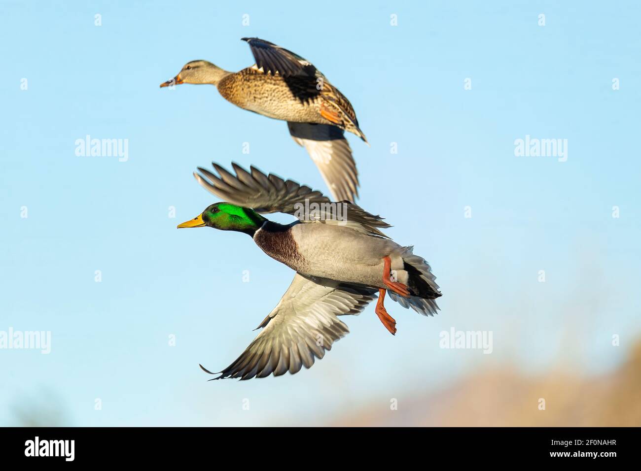 Mallard Pair (drake e gallina) rossore la mattina d'inverno Foto Stock