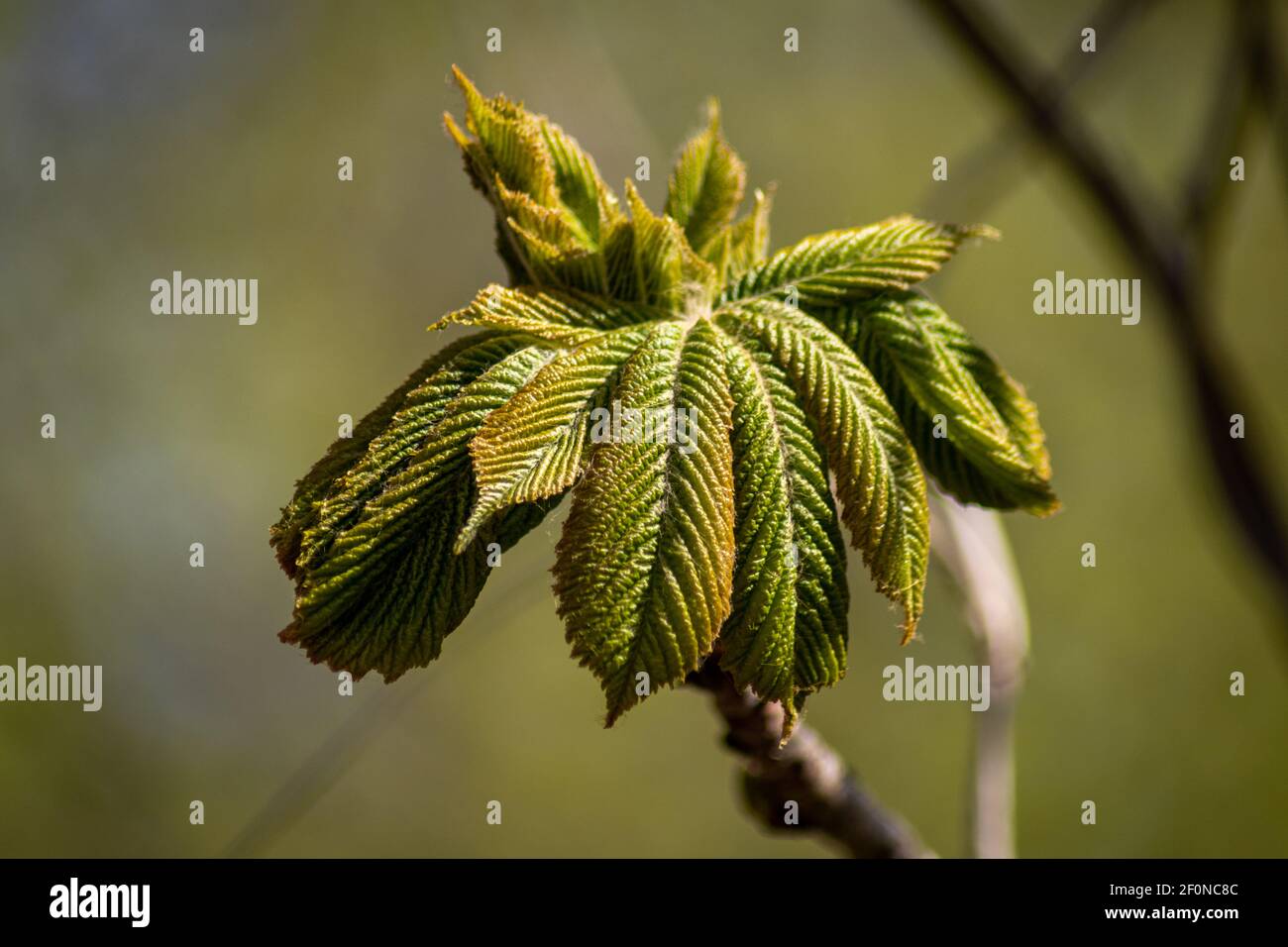 Fiore di castagno di cavallo in un germoglio che sta per aprirsi Foto Stock