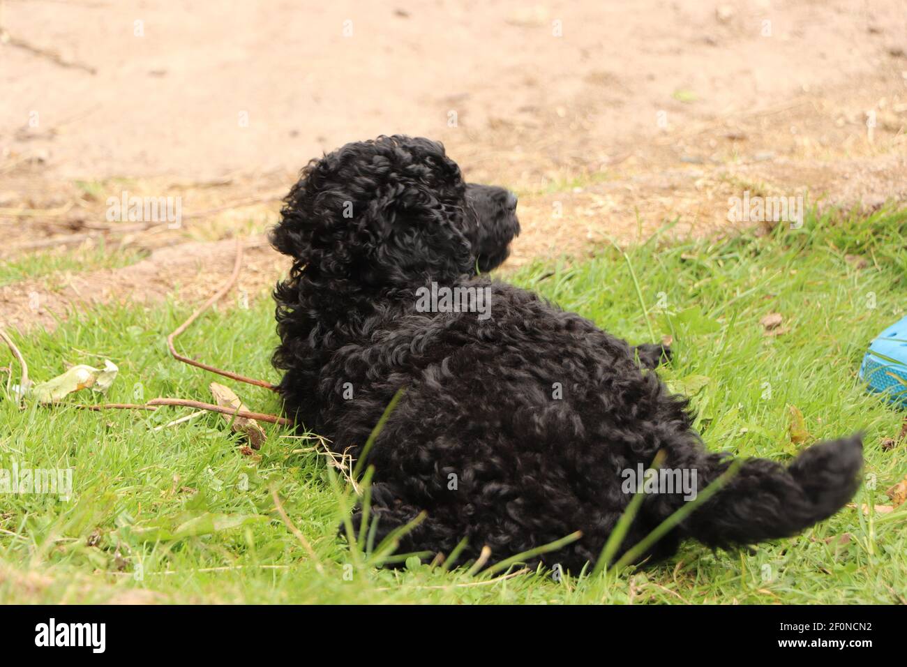 Piccolo nero, amato, cane da compagnia esausto dopo aver saltato intorno al cortile anteriore Foto Stock