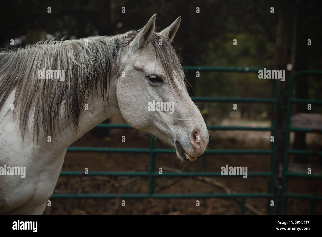 Testa di cavallo bianca incorniciata in penna rotonda Foto Stock