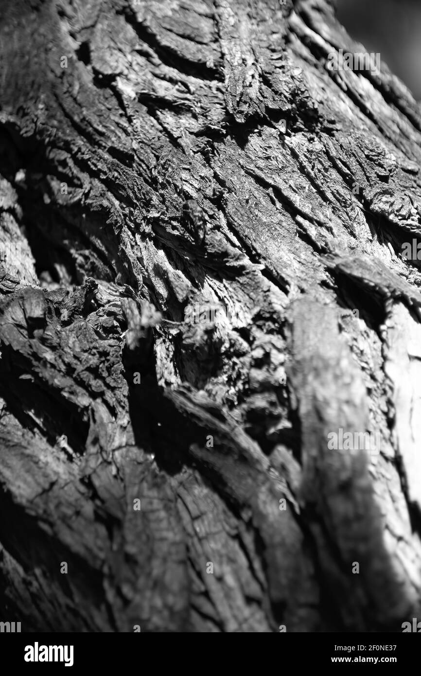 Un albero con una montagna sullo sfondo Foto Stock