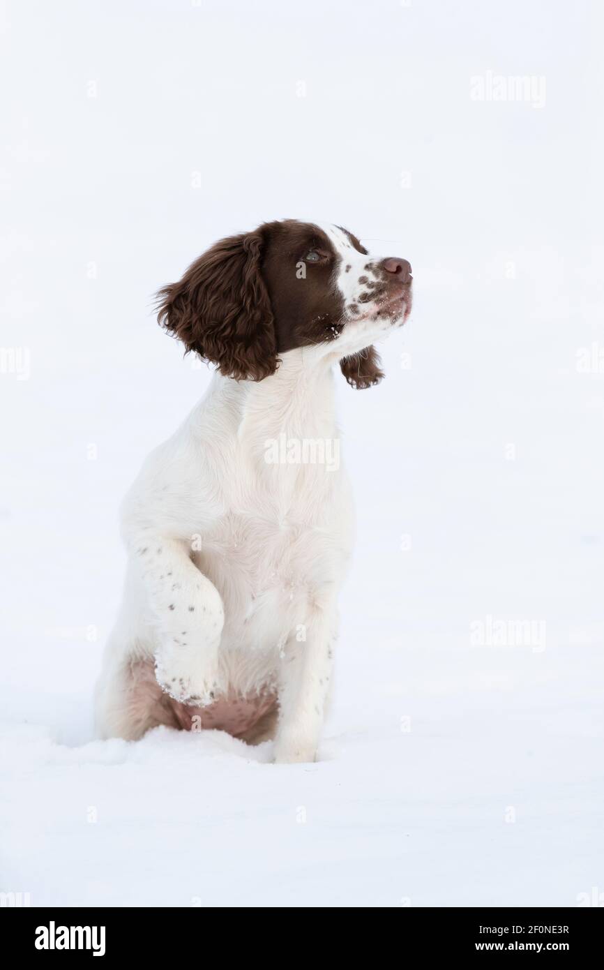 Cucciolo spagnolo seduto nella neve Foto Stock