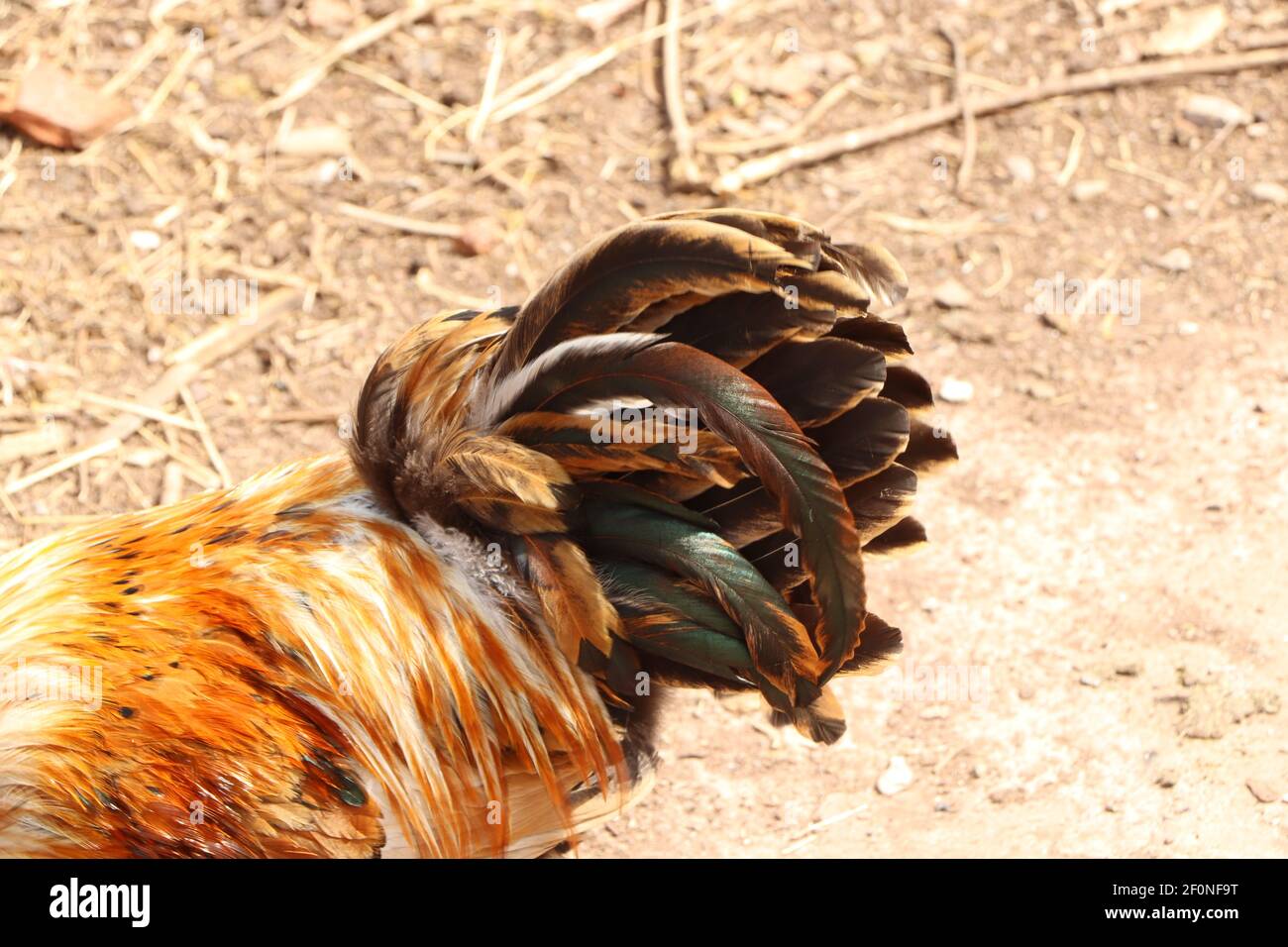 Piume della coda di un pollo che lampeggiano alla luce del sole Foto Stock