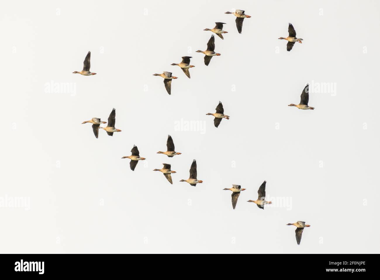 Gruppo di oche selvatiche in volo sopra la pianura, Taiga Bean Oca Foto Stock