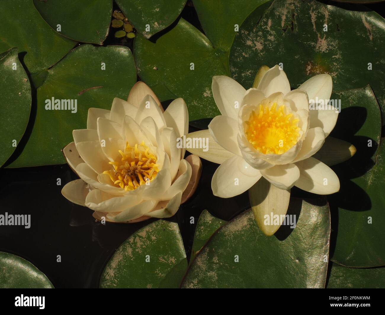 Bianco e giallo giglio d'acqua fiorisce in uno stagno in estate Foto Stock Bianco e giallo giglio d'acqua fiorisce in uno stagno in estate Foto Stock
