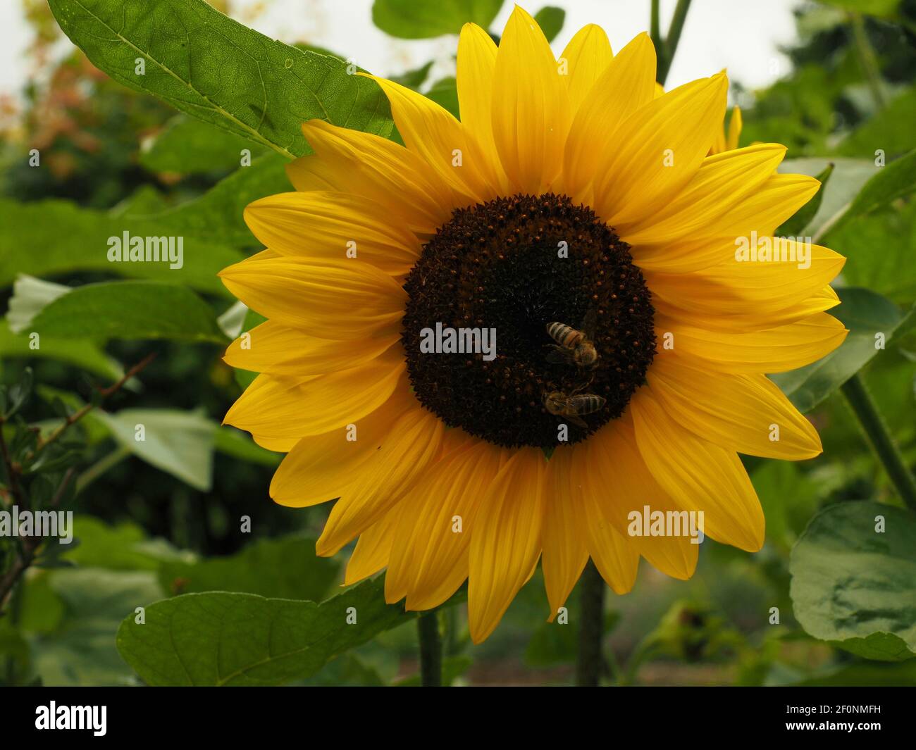 Api mellifere al centro di un grande girasole giallo Foto Stock Api mellifere al centro di un grande girasole giallo Foto Stock