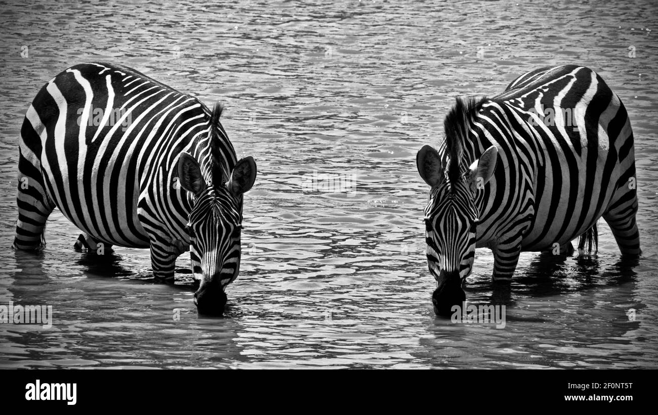 Due zebre in un buco d'acqua in Tanzania, fissando direttamente alla telecamera in simmetria Foto Stock