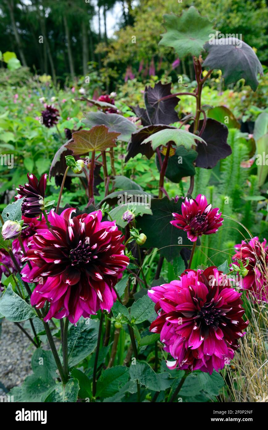 Dahlia Tartan,dinerplate dahlias,dinerplate dahlia,bianco borgogna,bianco viola,fiori,fiori,fioritura,perenne,senecio cristobalensis,Roldana pe Foto Stock