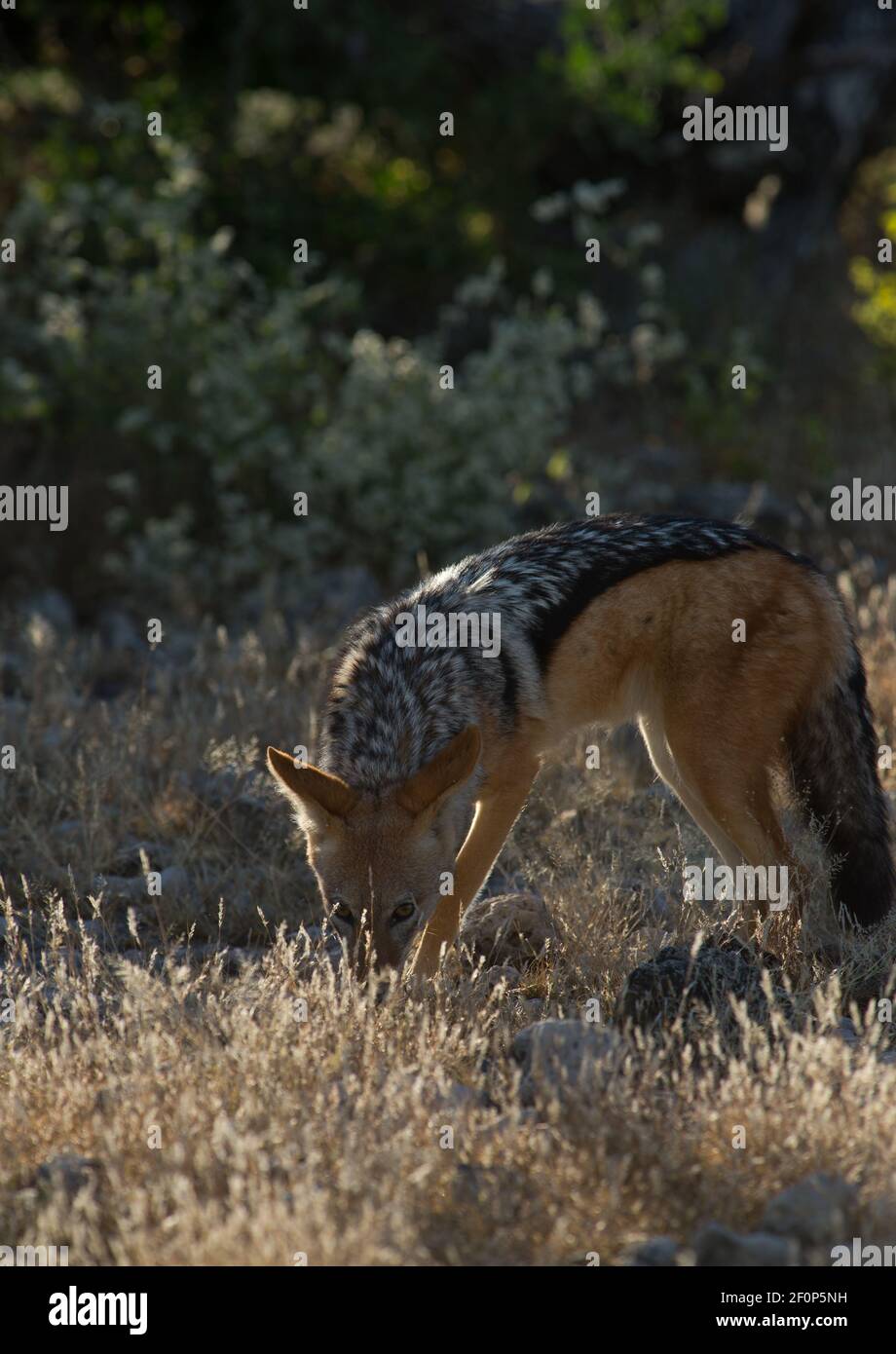 Jackal con retro nero o mesomelas canis in vaso su jeep safari In Etosha National Wildlife and Game Preserve in Namibia Africa in vacanza con la famiglia Foto Stock