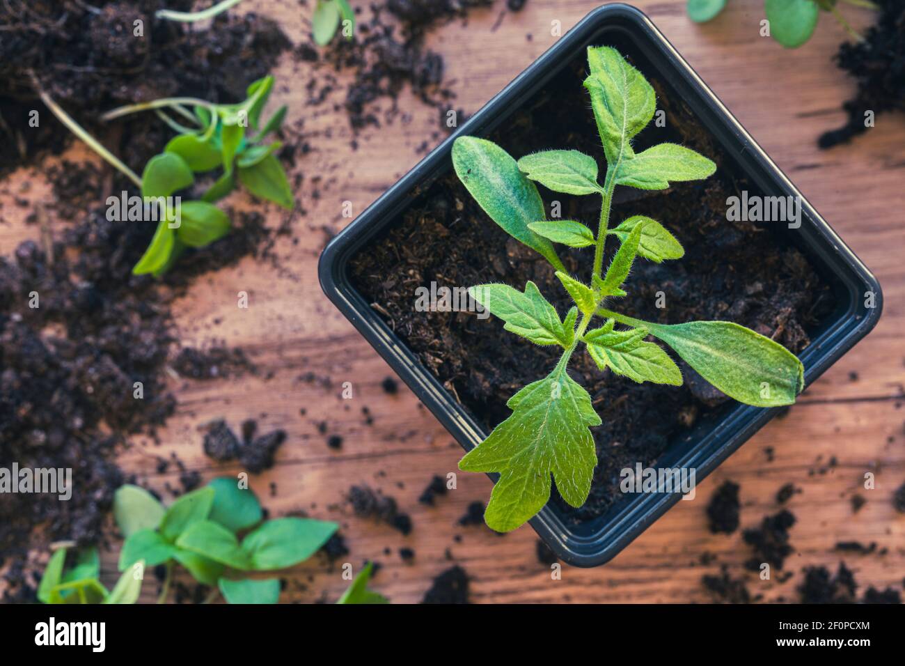 Una giovane Tigrella Tomato piantata, vista dall'alto. Preparazione di piantine primaverili hobby di giardinaggio prodotti coltivati in casa. Foto Stock