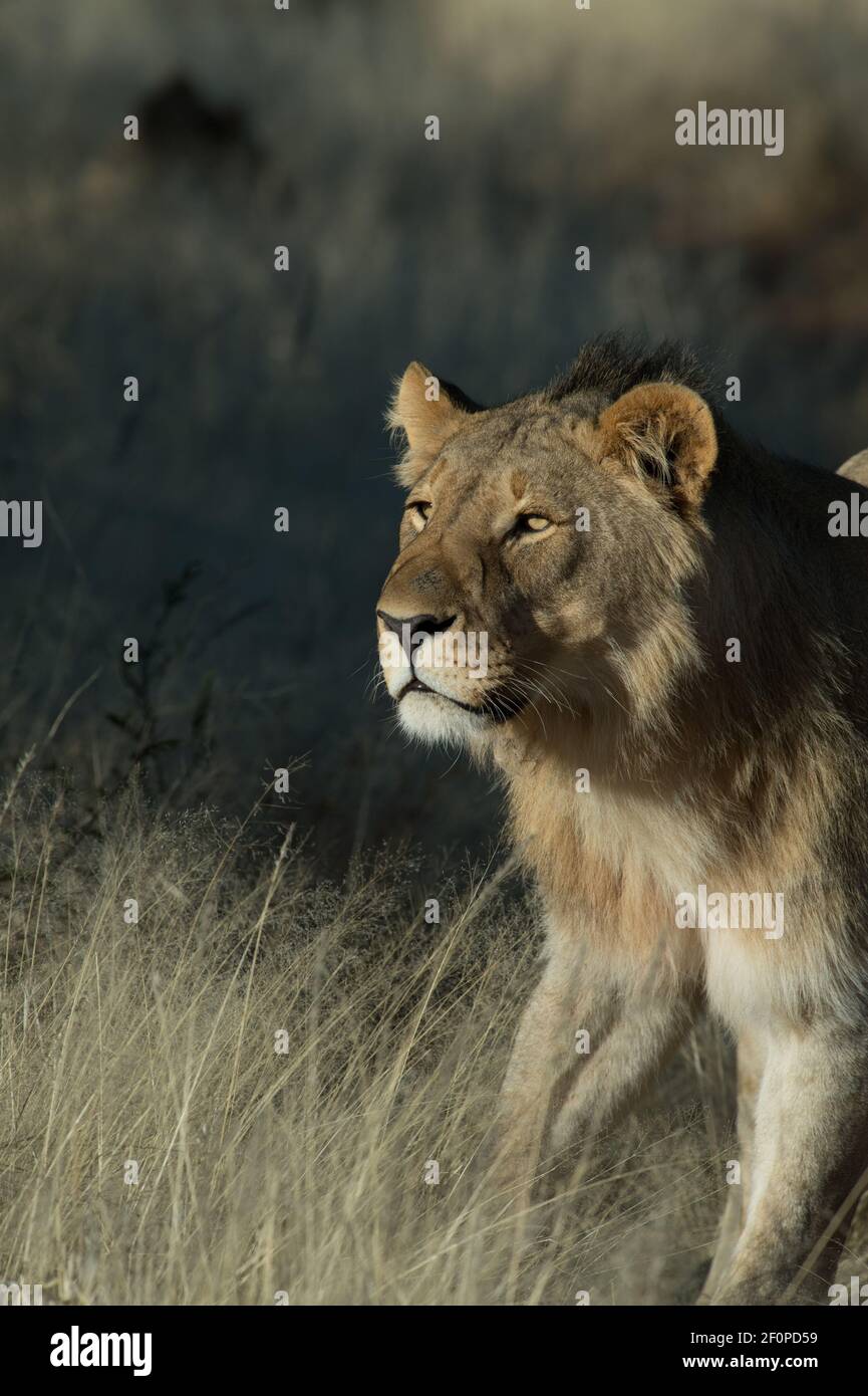 Leone femminile o leonessa Panthera Leo avvistato in jeep safari Su avventura africana in o Namibia Africa in Erindi nazionale game preserve park holiday Foto Stock