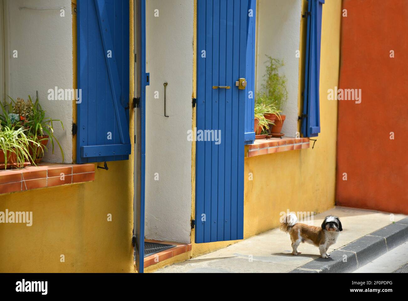 Piccolo cane che posa davanti ad una tipica facciata di casa Provençal con una parete di stucco ocra e porta di legno blu chiaro e persiane a Martigues, Francia. Foto Stock