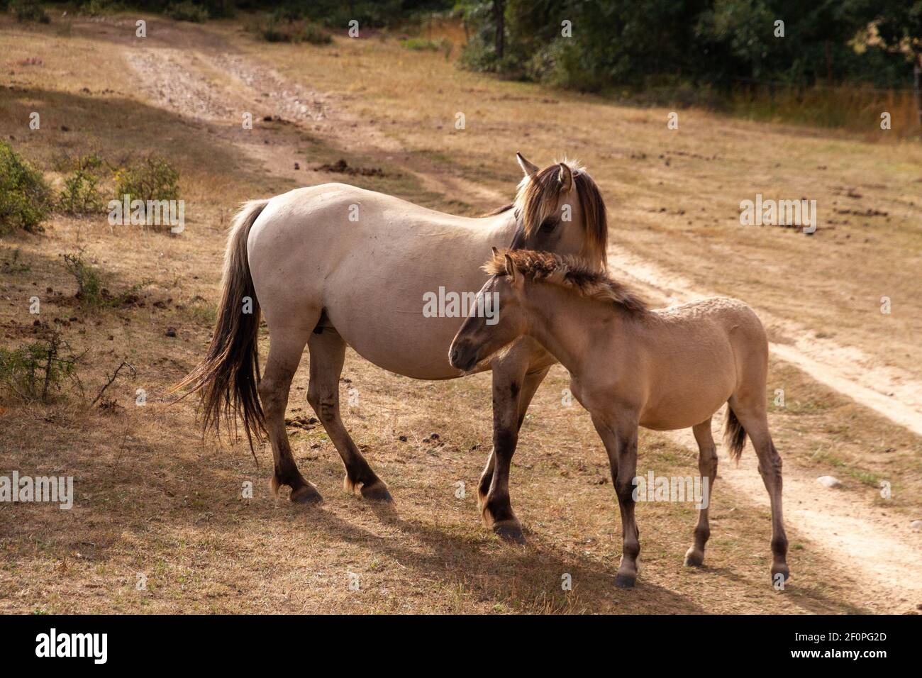 Due cavalli bianchi chiari in piedi in un campo di erba secca Foto Stock