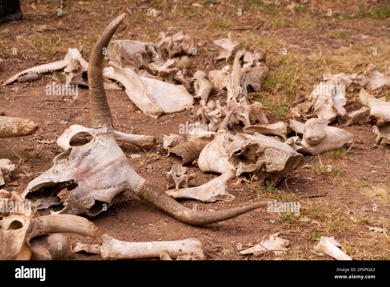Ossa di vacca secche che si stendano nel terreno Foto Stock