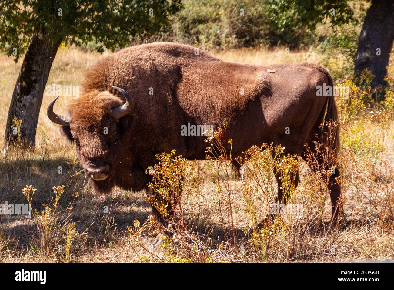 Un bisonte grande in piedi da alcuni alberi in un campo Foto Stock