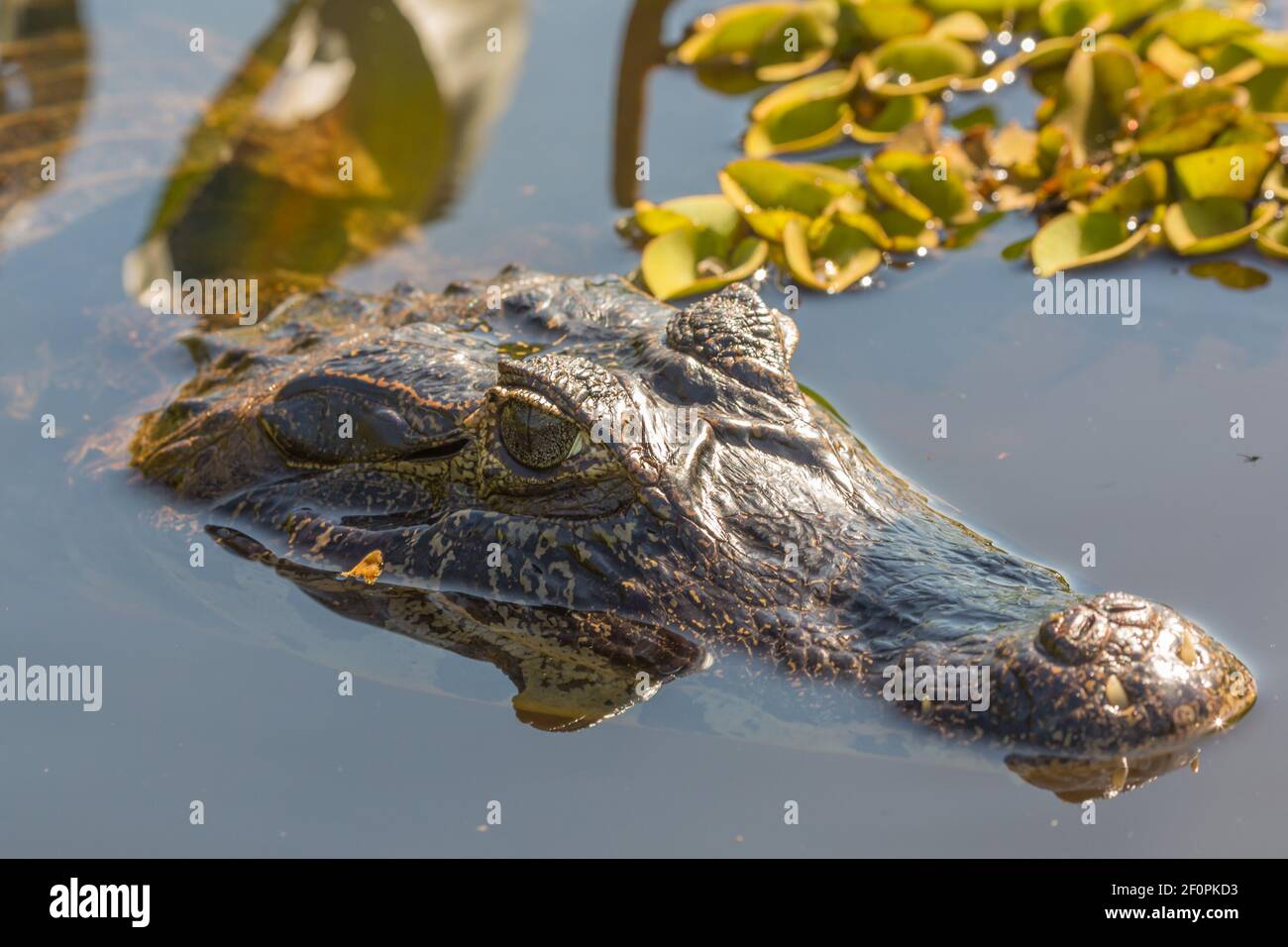 Primo piano della testa del caimano nel Rio Claro sulla Transpantaneira nel Pantanal settentrionale di Mato Grosso, Brasile Foto Stock