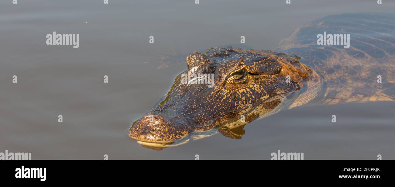 Primo piano della testa di un caimano a bocca chiusa nel Rio Claro nel Pantanal settentrionale lungo la Transpantaneira a Mato Grosso, Brasile Foto Stock