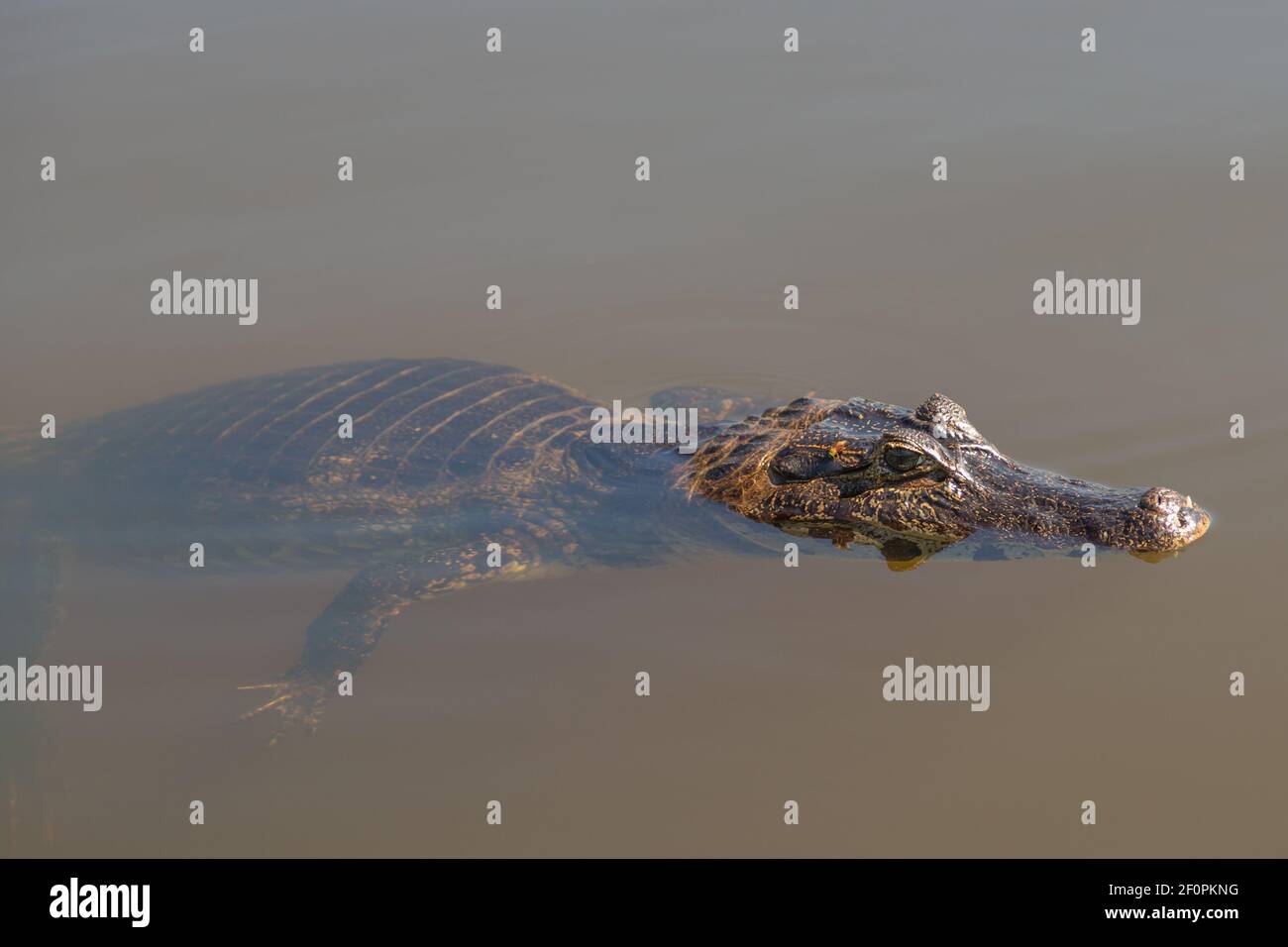 Primo piano di un Caiman nuoto nel Rio Claro nel Pantanal a Maco Grosso, Brasile Foto Stock