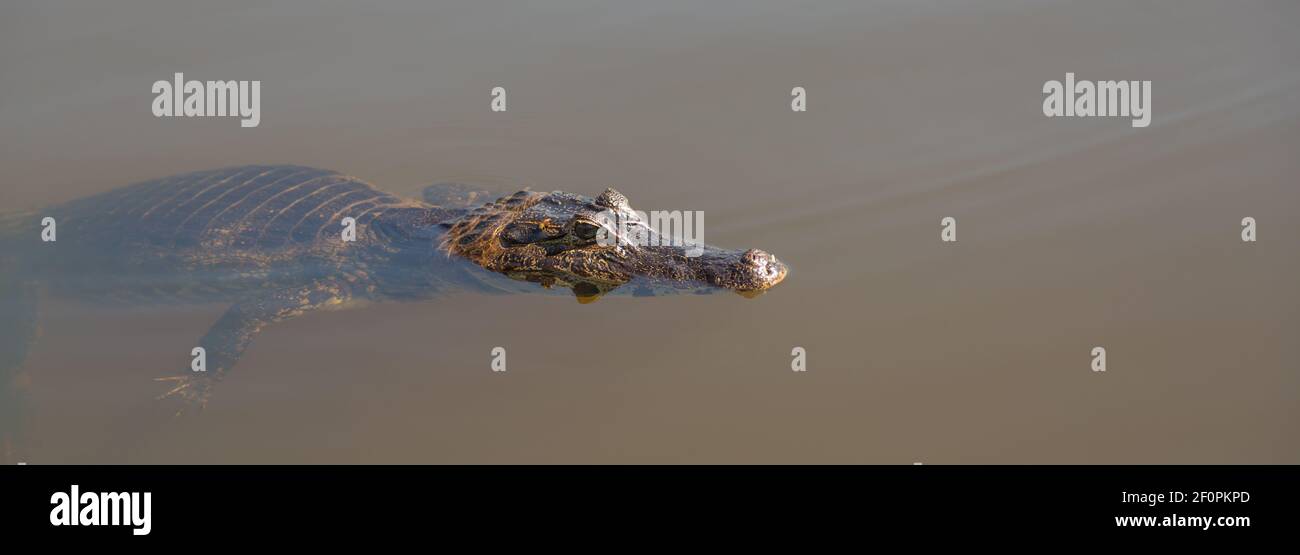 Sud Spectacled Caiman nuoto nel Rio Claro nel Pantanal in Mato Grosso, Brasile Foto Stock