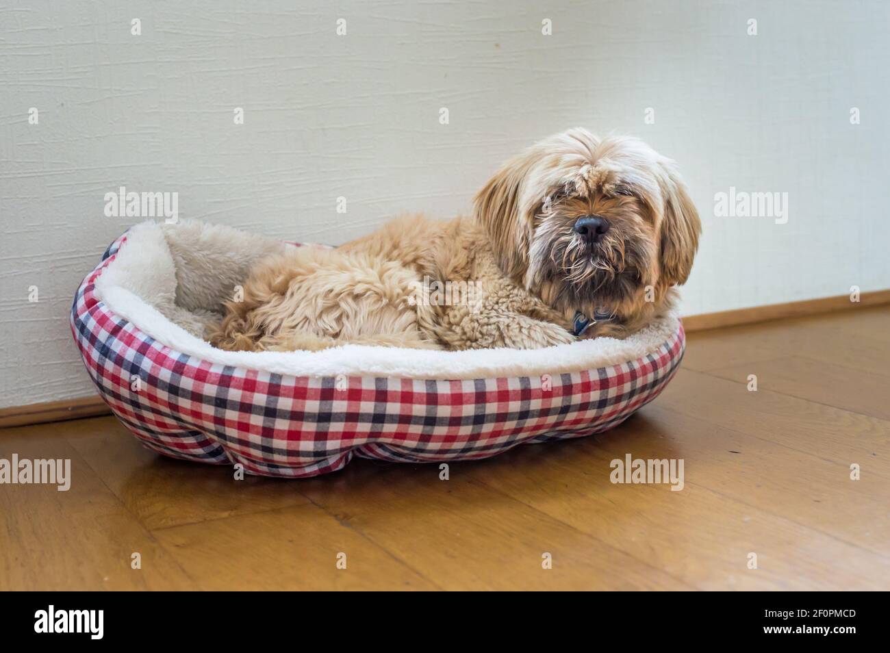Bellissimo il cioccolato al latte di cane havanese Foto Stock