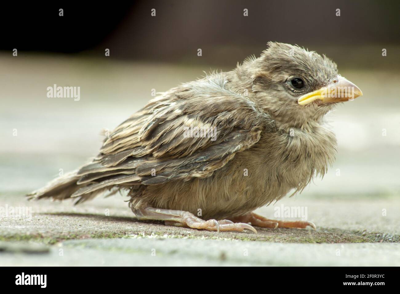 Un giovane passero caduto dal nido e giace indifeso in un cantiere di cemento. Foto Stock