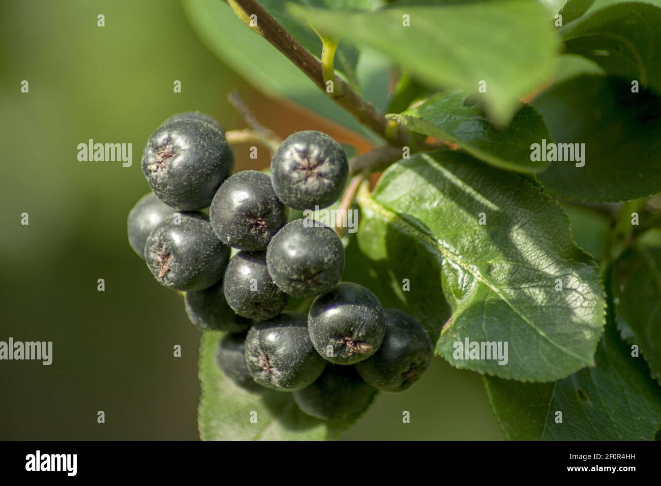 Frutti di bacca nera e matura appesi su un cespuglio con foglie verdi. Sullo sfondo, il verde di altre piante da giardino. Foto Stock