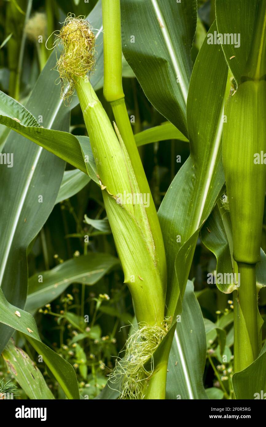 Mais giovane e non maturo che cresce su un cespuglio in un campo di mais. Il mais ha foglie dure e affilate e peli che crescono direttamente dalla pannocchia. Foto Stock