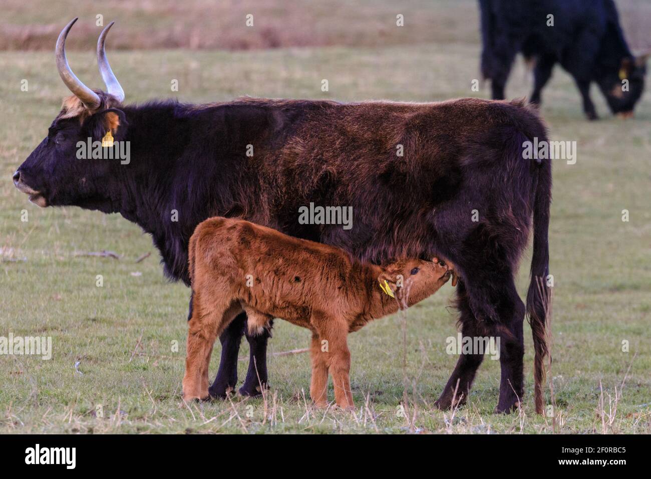 Olfen, NRW, Germania. 07 marzo 2021. Una mucca Heck con il suo giovane vitello. L'antico bestiame Heck semi-selvatico, una razza dura che originariamente erano il risultato di un tentativo dei fratelli Heck di riallevamento degli aurocchi estinti negli anni venti e 30, vagano in meadowland e riserva naturale chiamata Steveraue vicino alla piccola città di Olfen. Credit: Imageplotter/Alamy Live News Foto Stock