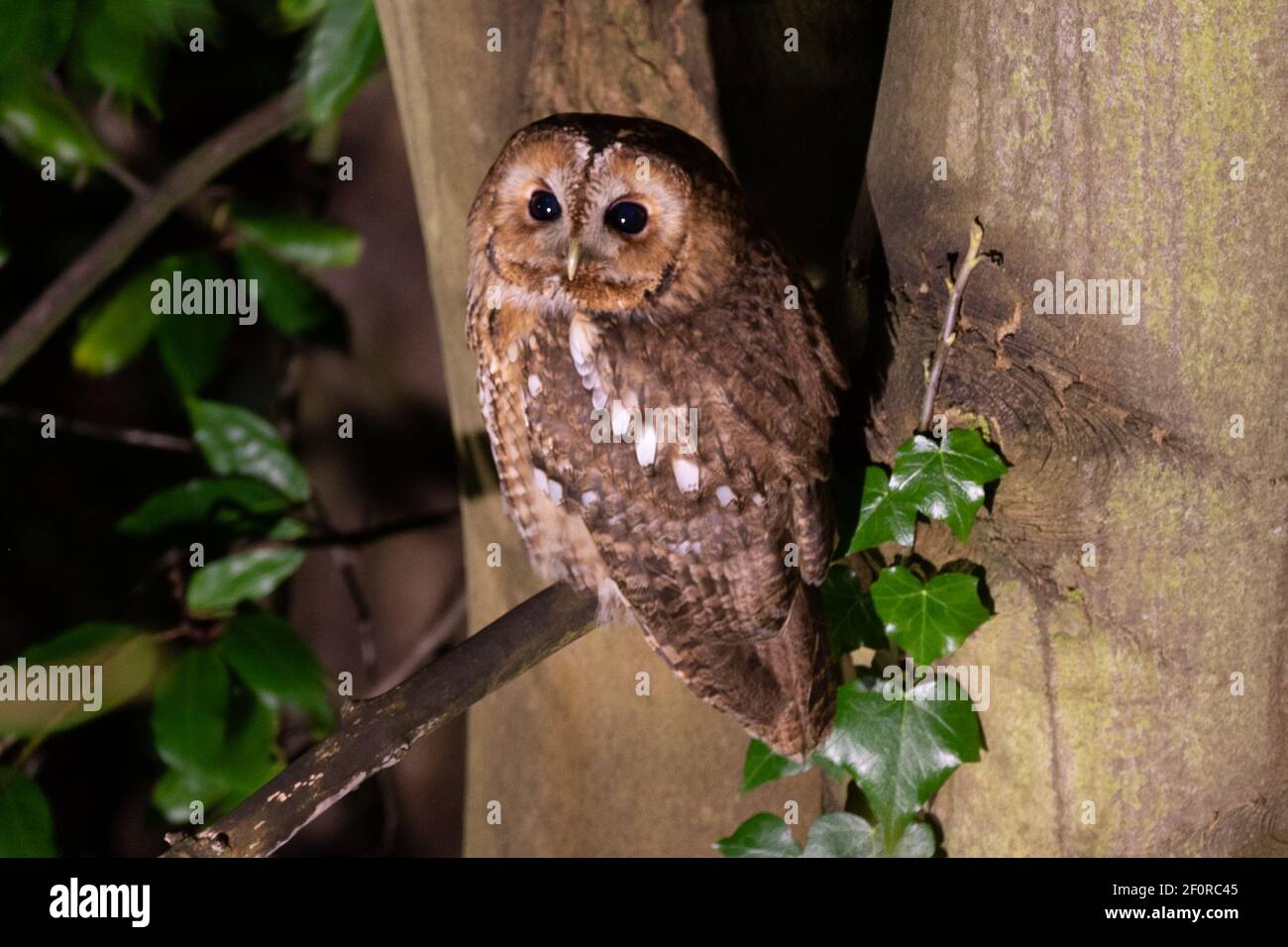 Tawny Owl arroccato su un albero di notte catturato nel Mapperly Park Nottingham. Foto Stock