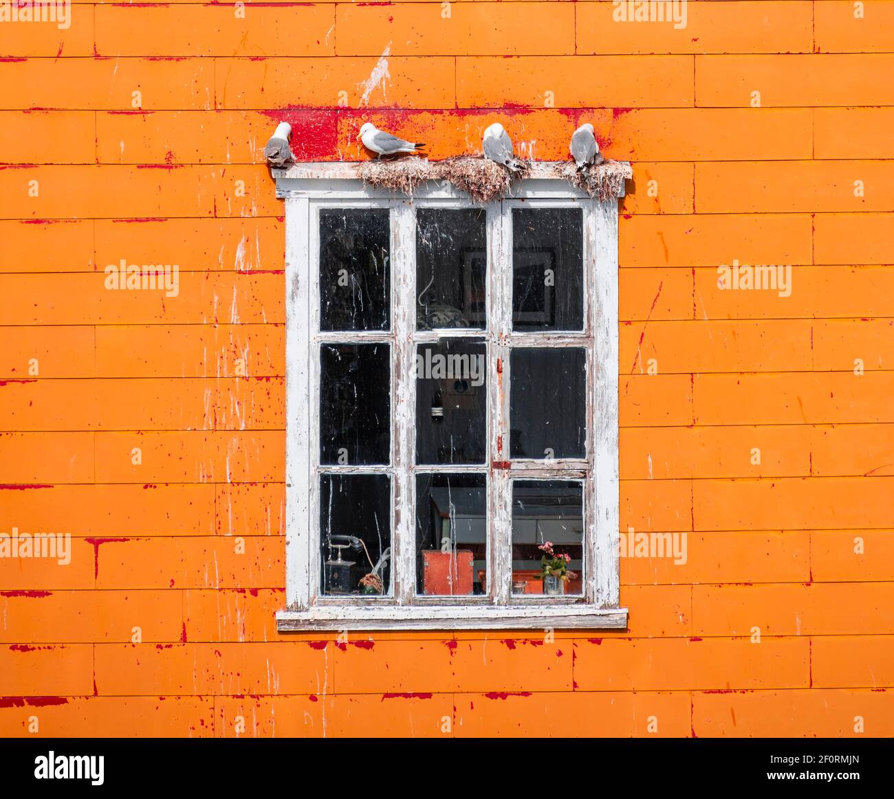 Gabbiani nidificanti su cornice bianca, parete arancione della casa, Lofoten, Norvegia, Norvegia Foto Stock