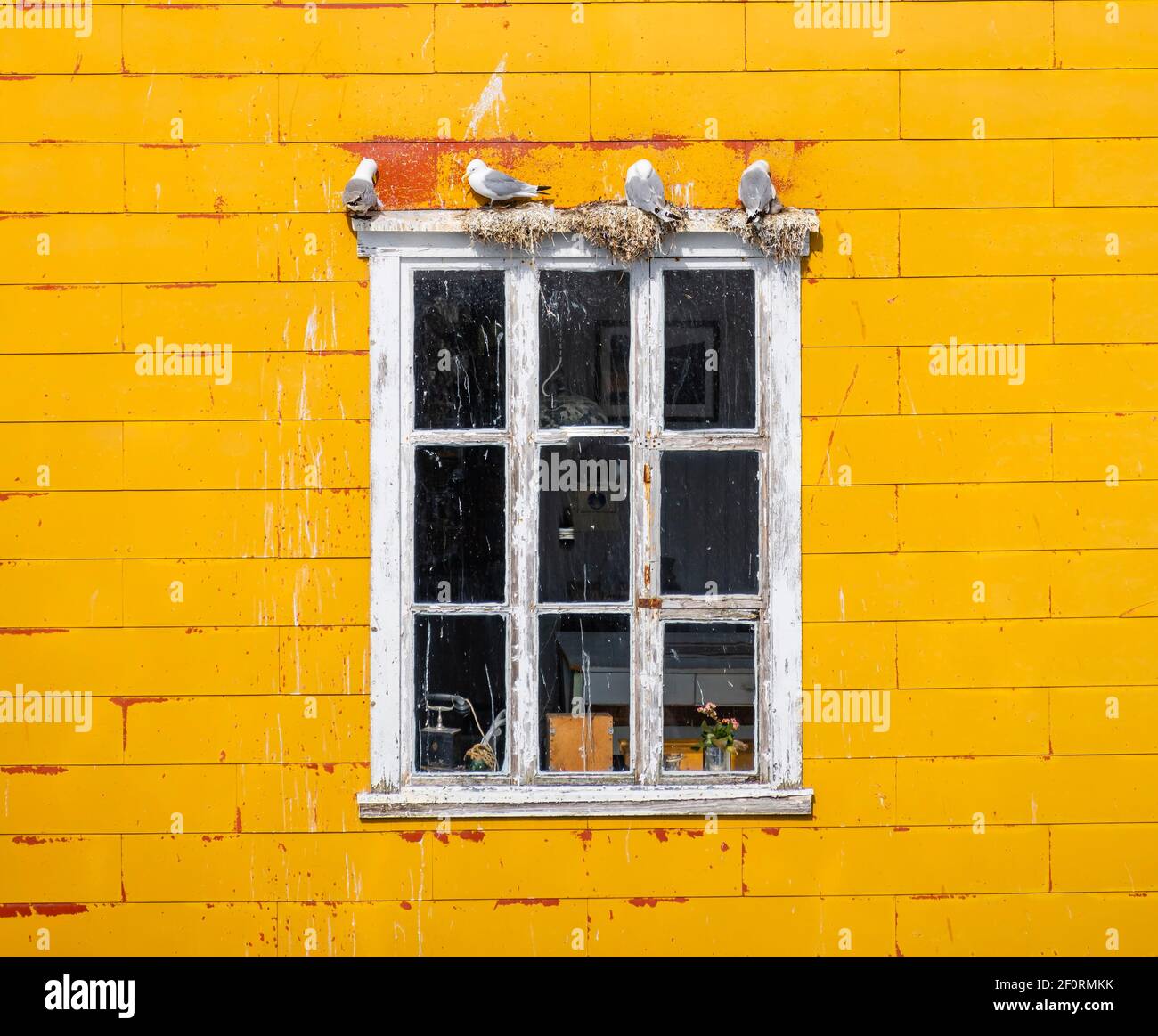Gabbiani nidificanti su cornice bianca, parete gialla della casa, Lofoten, Norvegia, Norvegia Foto Stock