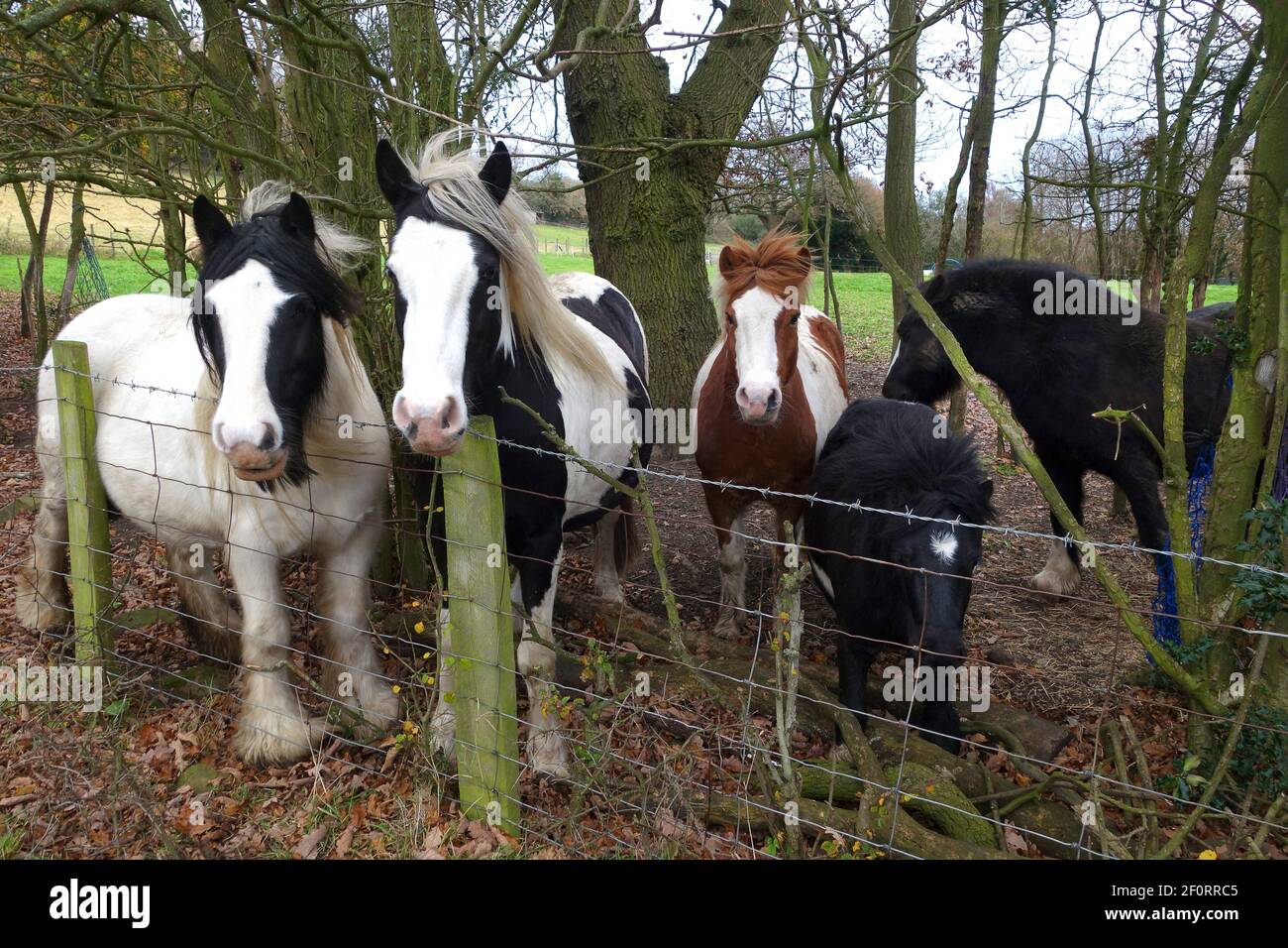 Cavalli e pony raccolti intorno alla recinzione Gran Bretagna, Regno Unito Foto Stock