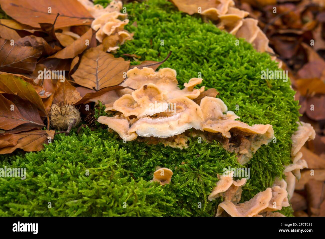 Jelly Rot (Merulius tremellosus), Meclemburgo-Pomerania occidentale, Germania Foto Stock