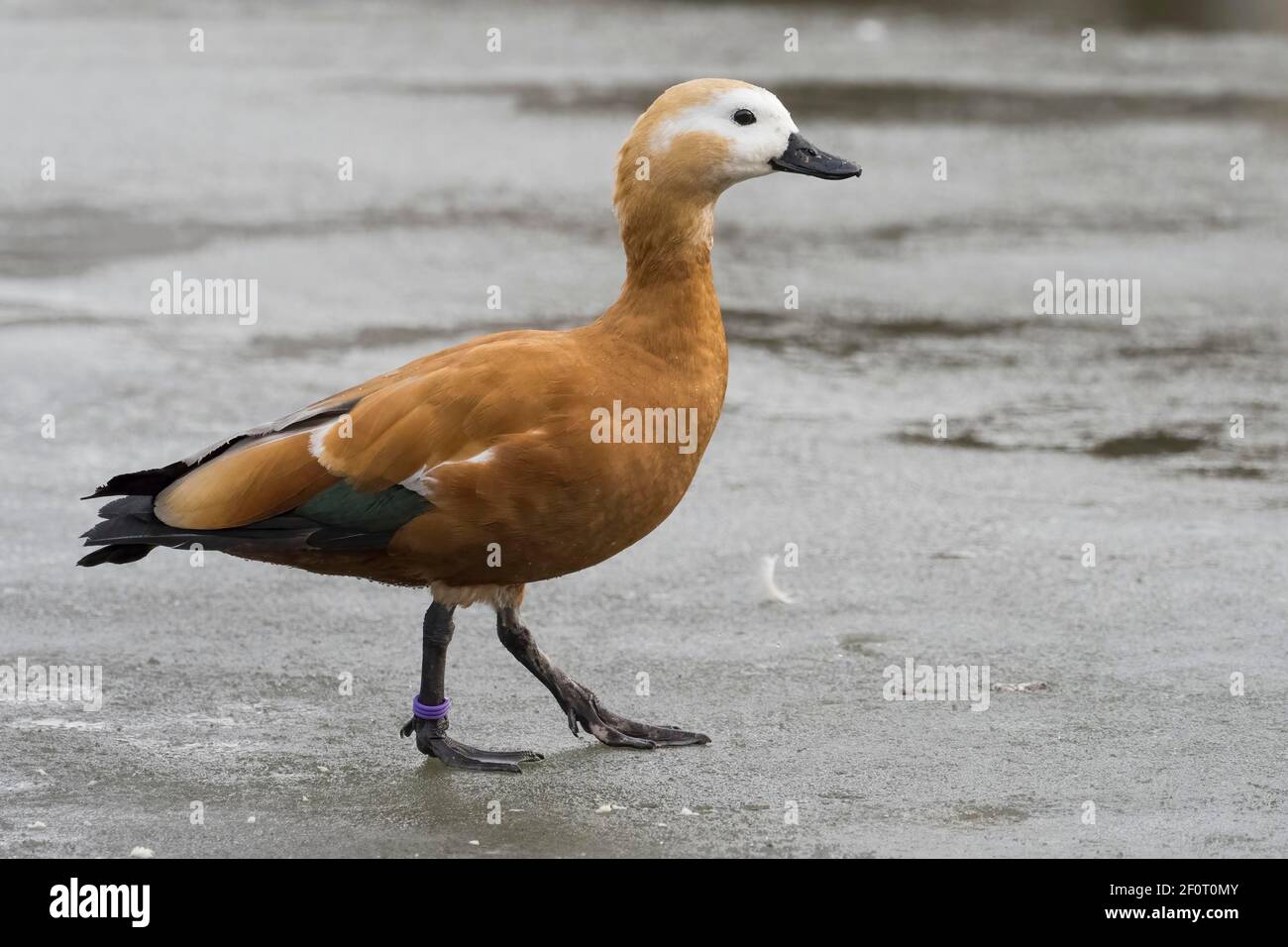 Ruddy shelduck (Tadorna ferruginea) passeggiate sulla superficie del ghiaccio, Assia, Germania Foto Stock