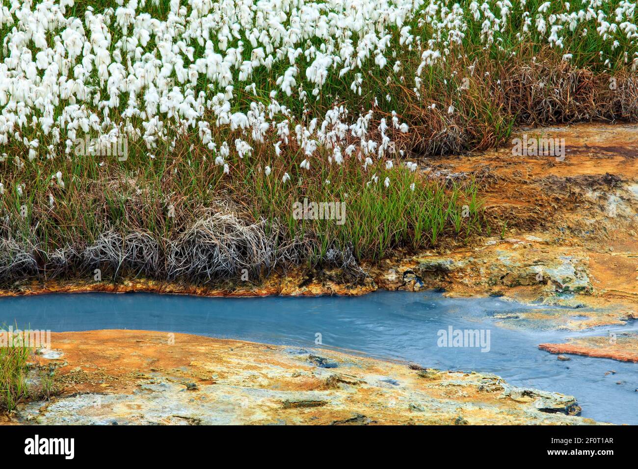 Cottongrass (Eriophorum) in zona geotermica, giacimenti minerali, Reykjanesfolkvangur area protetta, Islanda Foto Stock