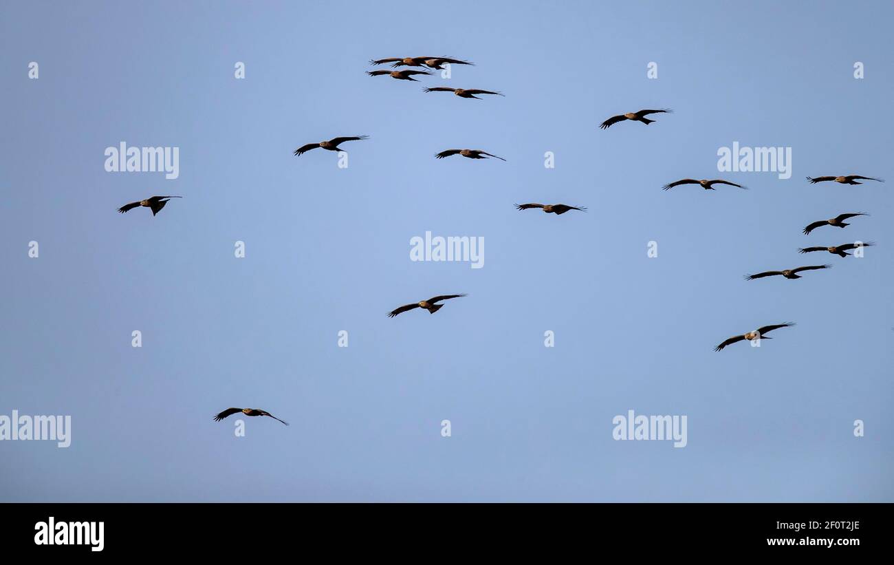 Aquiloni neri (Milvus migrans), Andalusia, Spagna Foto Stock
