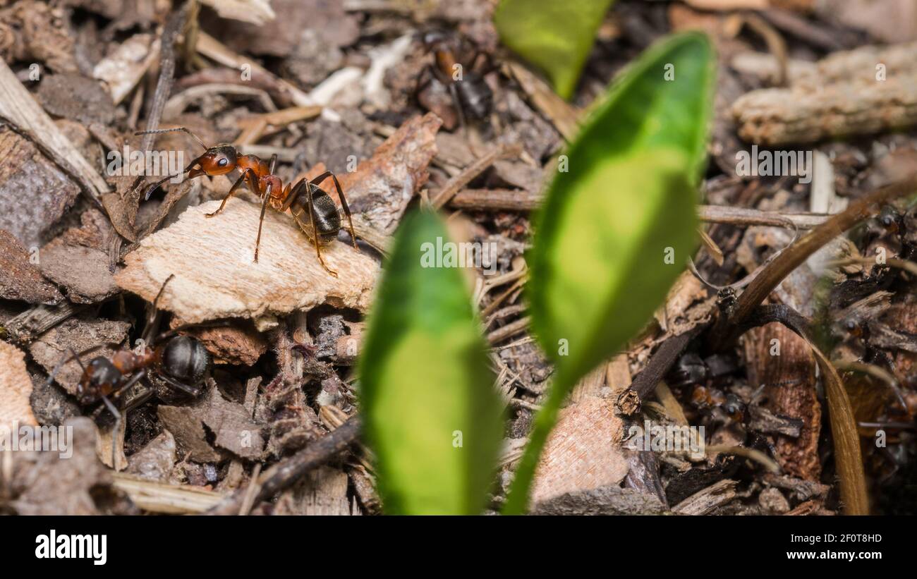 Lavoratori di formica di legno rosso in dettaglio di colonia con pezzi di corteccia di legno. Formica rufa. Primo piano di foglie verdi di primavera sfocate nel nido di insetto sociale benefico. Foto Stock