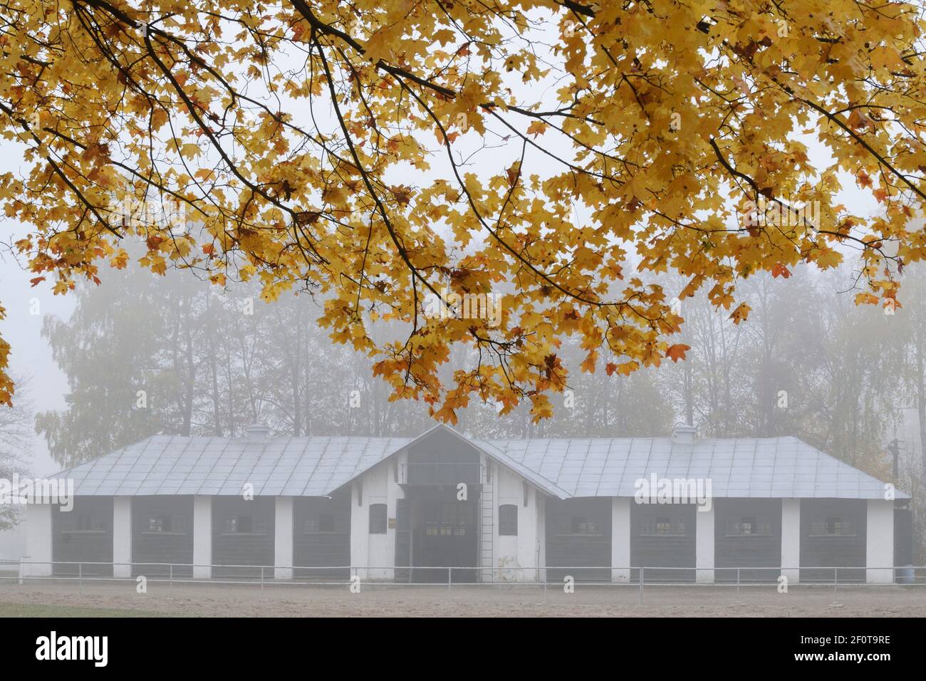 Mare stabile, Arabian Stud Janow Podlaski in autunno, Polonia Foto Stock