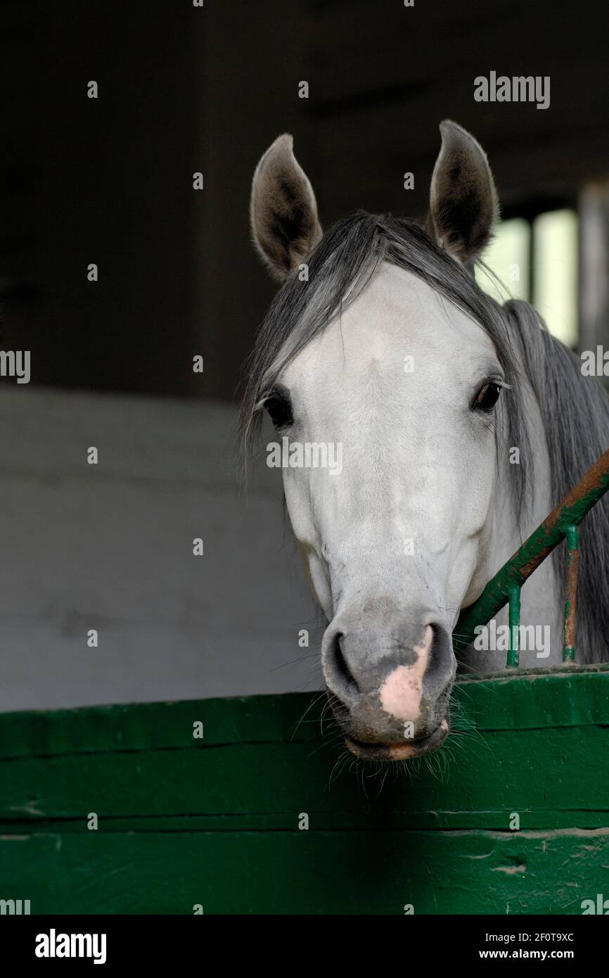 Arabian purosangue, grigio mare guarda fuori dalla sua scatola Foto Stock