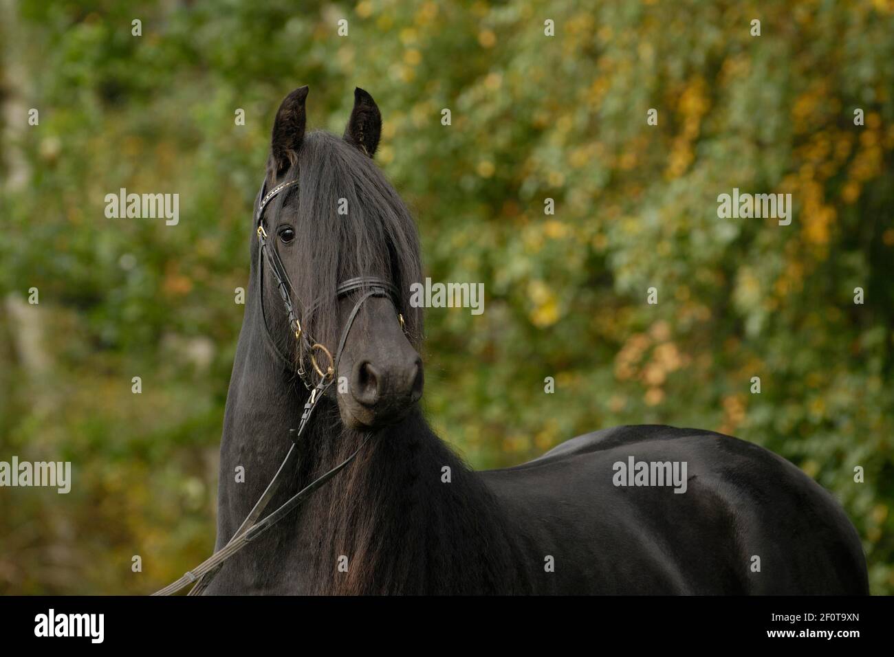Frisone, stallone con briglia Foto Stock