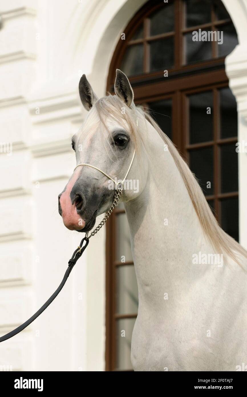 Purosangue arabe, stallone, grigio Foto Stock