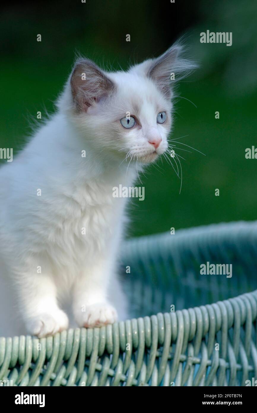 Gatto ragdoll, gattino in cesto di vimini Foto Stock