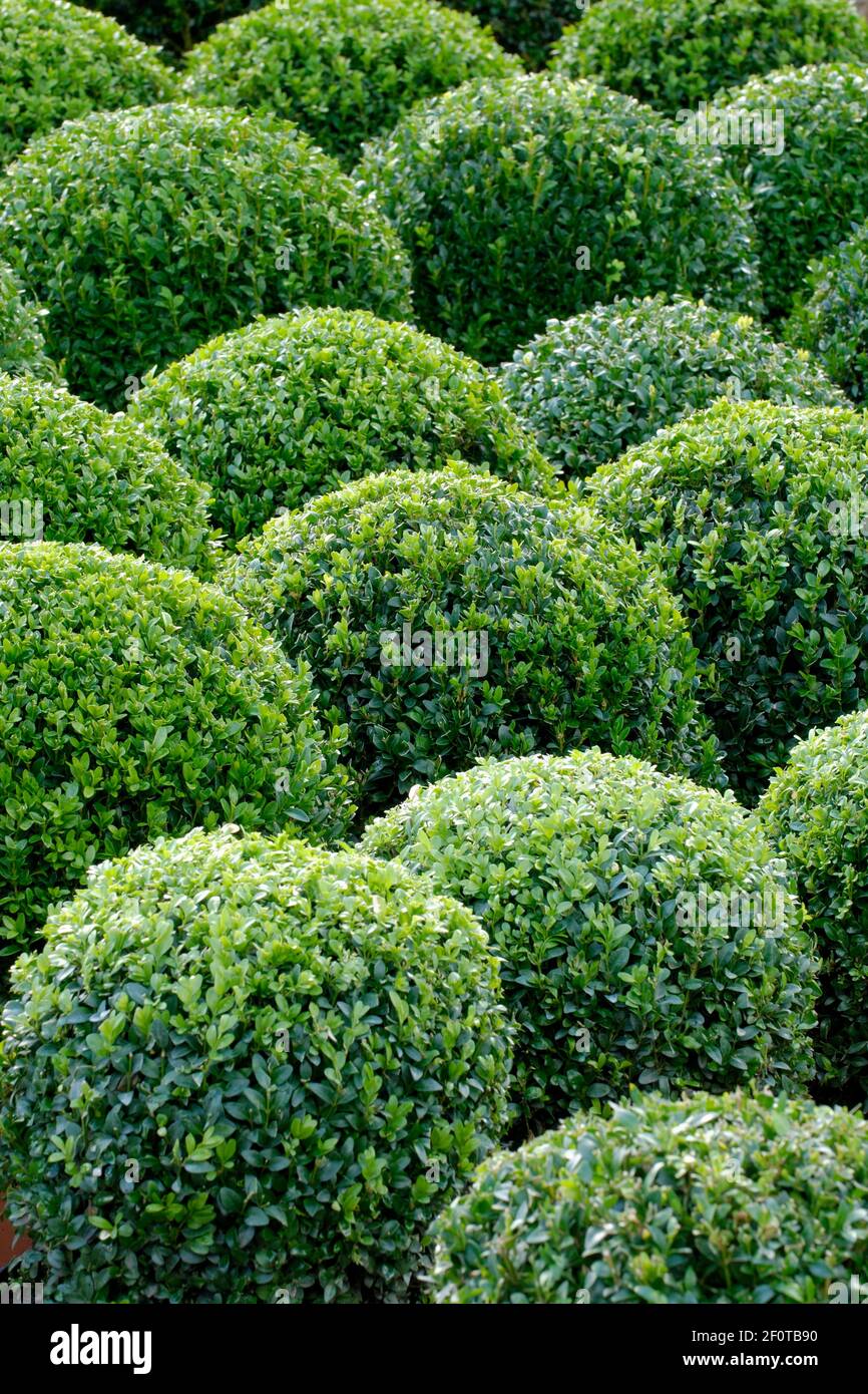 Scatola comune (Buxus sempervirens), sferica Foto Stock